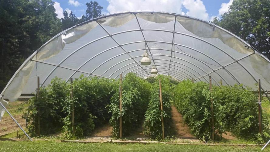 The Widow's Garden