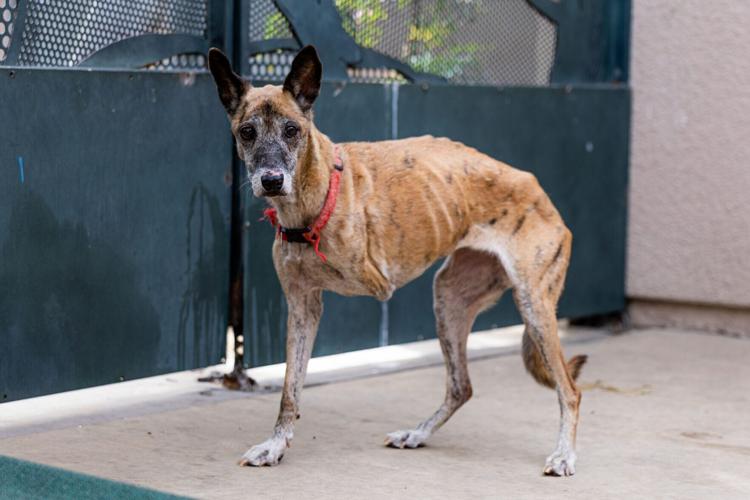 SWNS_ANIMAL_RESCUE_01_146297