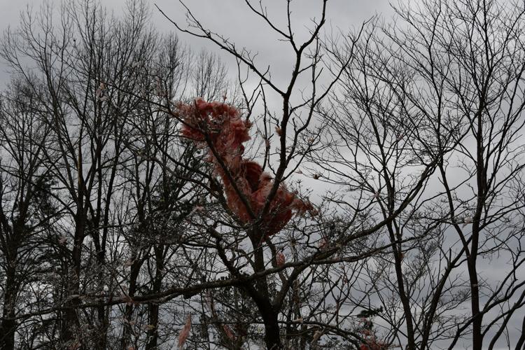 PHOTOS: Storm damage around the Lake Martin area