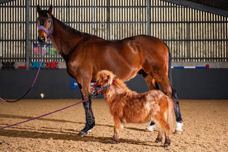 Tiny 28-inch-tall pony was so poorly he couldn’t stand – but now he is thriving