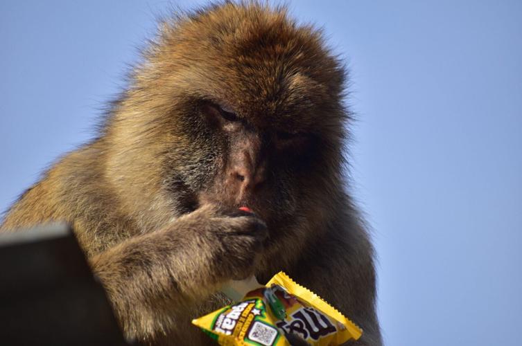 Gibraltar’s monkeys “self-medicate” to help them digest tourists junk food