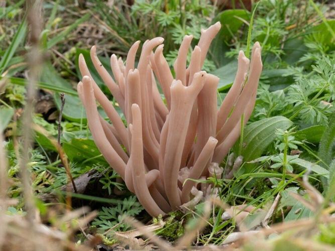 Rare species of pink fungus discovered in UK for first time