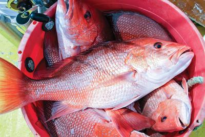 Alabama opens for red snapper fishing June 1