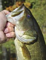 To Catch a Fish