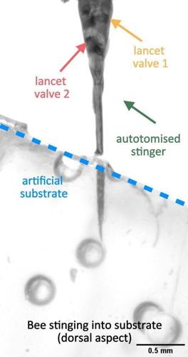 Honey bee’s “remarkable” stinger is tiny double-piston venom pump, reveals study