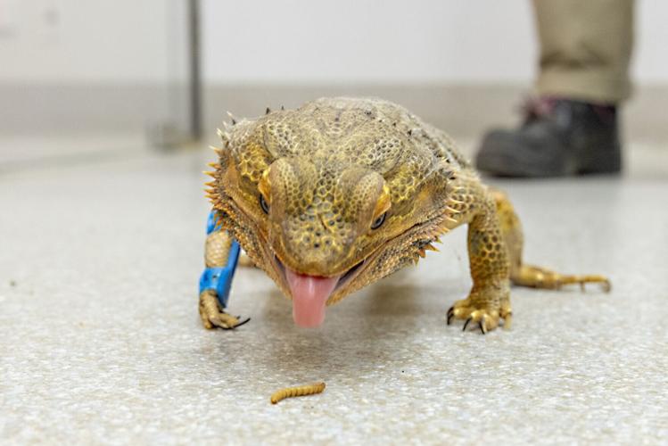 Lizard walks again after 3D-printed splint fitted