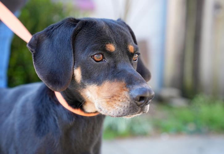 Adorable Pets for Adoption at Lake Martin Humane Society