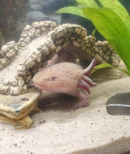 Girl,10, finds endangered Mexican axolotl in Welsh river