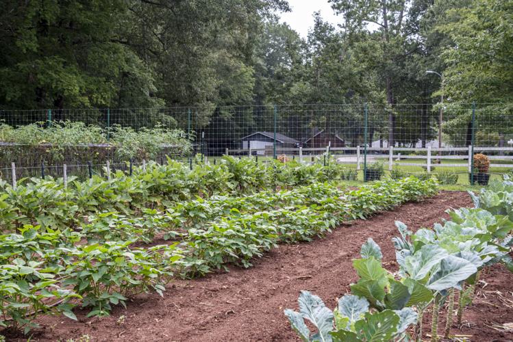 The Judge's Garden