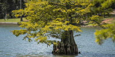 Bald Cypress