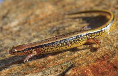 Two-Lined Salamanders