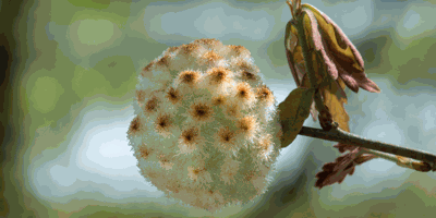Nature of the Lake: Wool Sower Gall