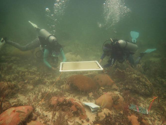 Underwater umbrellas could protect coral reefs from heat damage