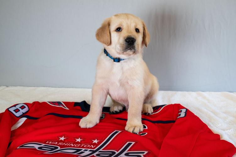 Bravo reporting for duty! He's the very first pup sponsored by Good Dogs for Great Americans.