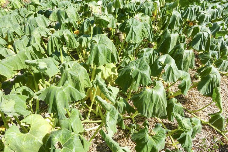 Squash plants wilting in dry summer heat