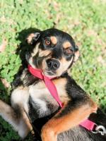 Animal shelter asks public to avoid intakes