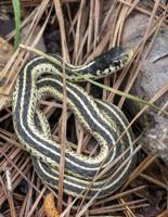 Garter Snake