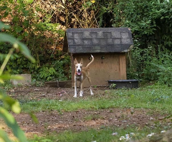 16 cats, 14 dogs, 3 pigs, 1 duck seized in Dadeville animal cruelty case