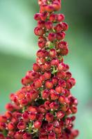 Smooth Sumac