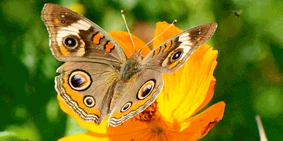 Outdoor Life: Beauty Begets Beauty