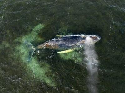 This aerial handout photo taken on March 30, 2026 and released by non-governmental environmental organisation Greenpeace Germany shows a the whale in Wismar Bay