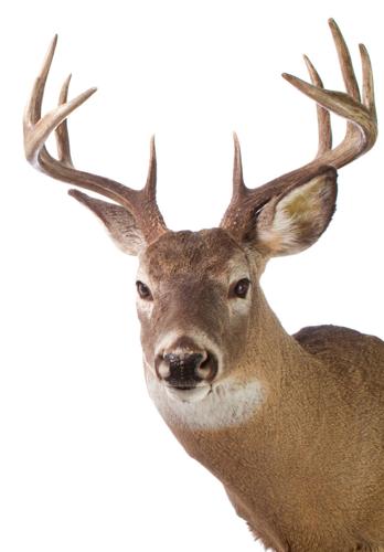 Wildlife @ the Lake House