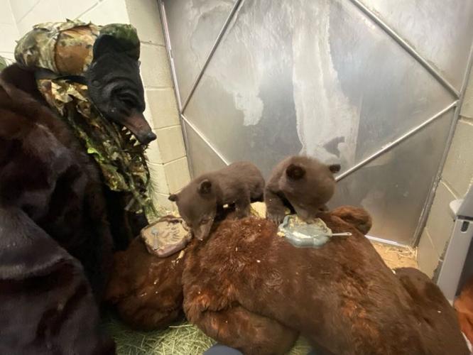 Orphan bear cubs cared for by keepers dressed as mother bear