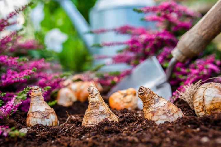 Bulbs of flowers and heather seedlings ready for autumn planting.