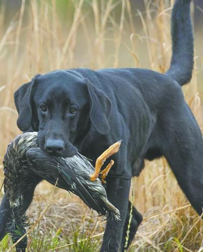 Alabama Black Belt Adventures Association is bringing back its sporting dogs photo contest