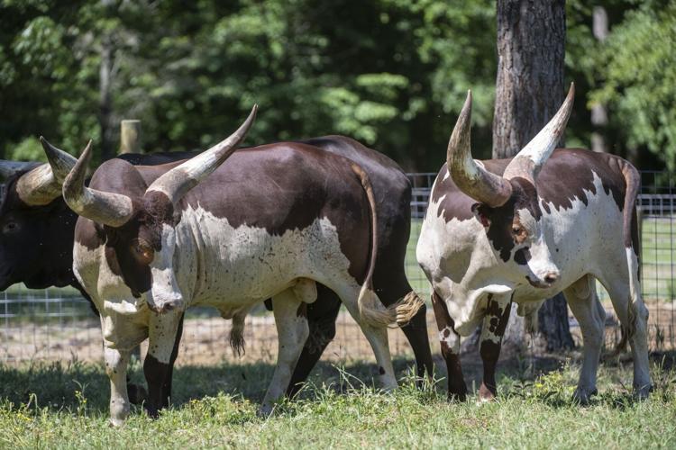Watusi Cattle