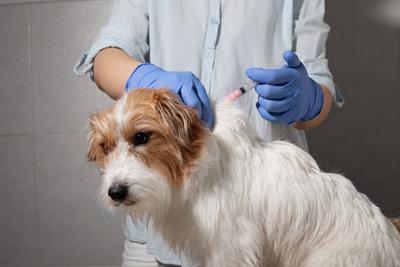 Tallapoosa County offers low-cost rabies vaccines for pets