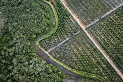 Adopted in 2023, the EU's deforestation law was hailed by green groups as a major breakthrough in the fight to protect nature and combat climate change