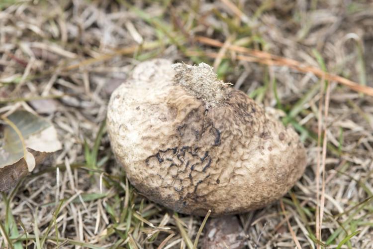 Purple Spore Puffball
