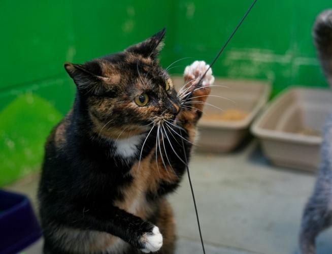 Adorable Pets for Adoption at Lake Martin Humane Society