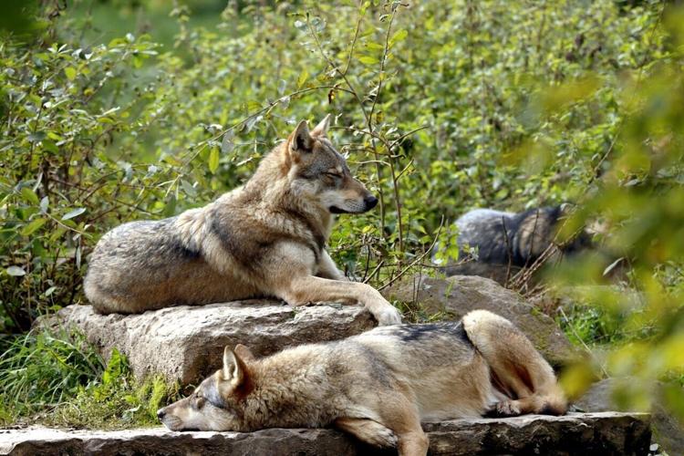 pexels-sunny67-9943464