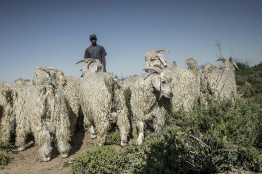 Angora goats, which originated in ancient Turkey, first arrived in South Africa in the 19th century