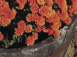 Learning Tree fundraiser offers mums