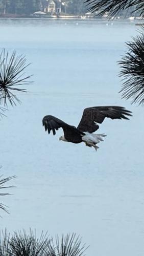Bald Eagle and Fish.jpg