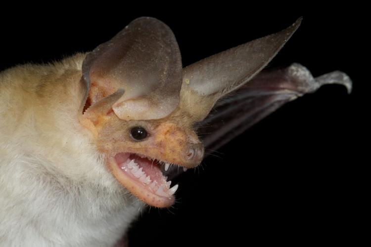 Bats originated in Europe around 65 million years ago, reveals new research