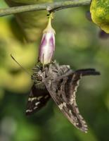 Long-tailed Skipper