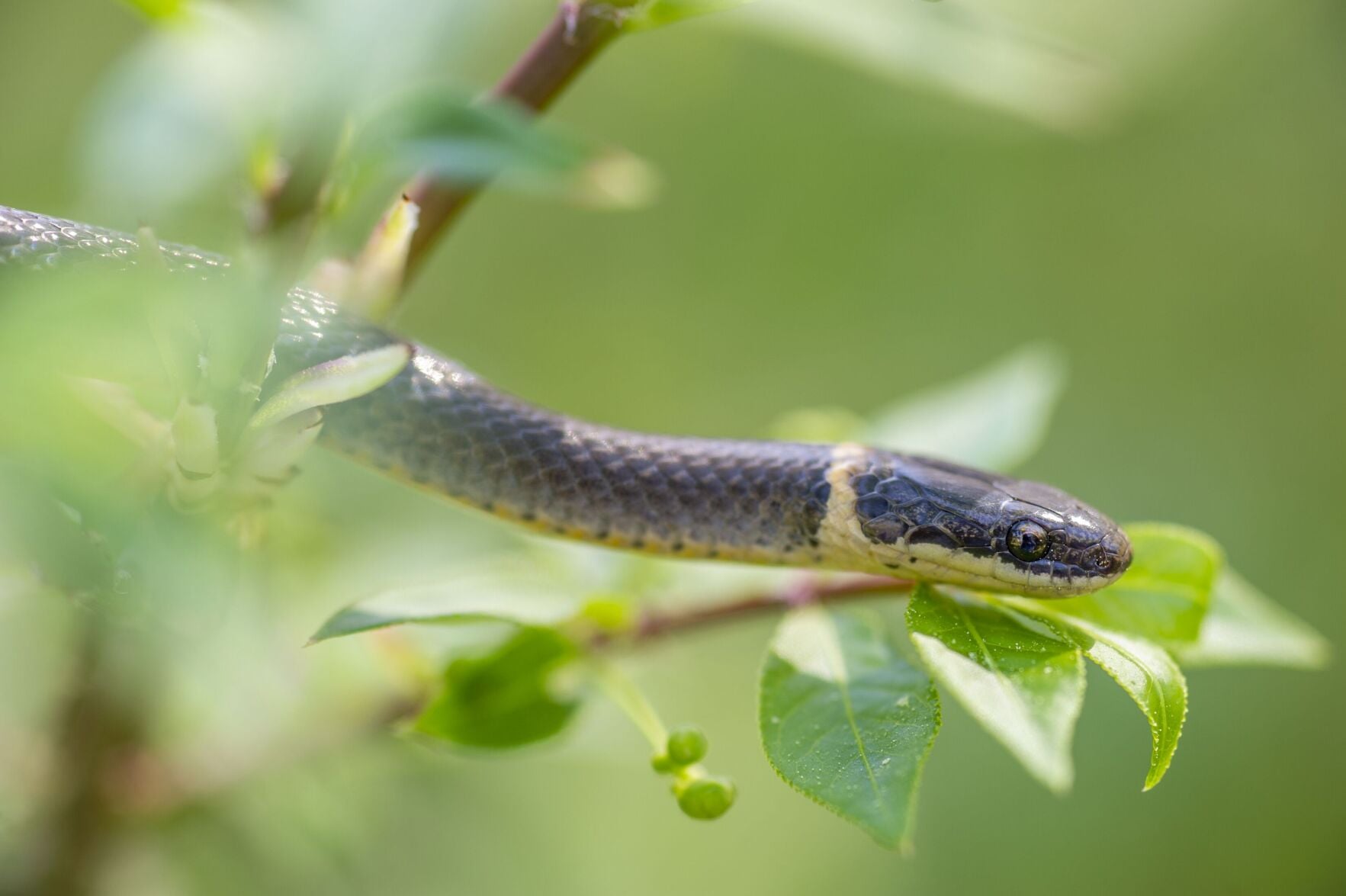 Ringneck Snake