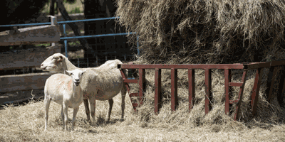 Business Spotlight: George Farms & Market