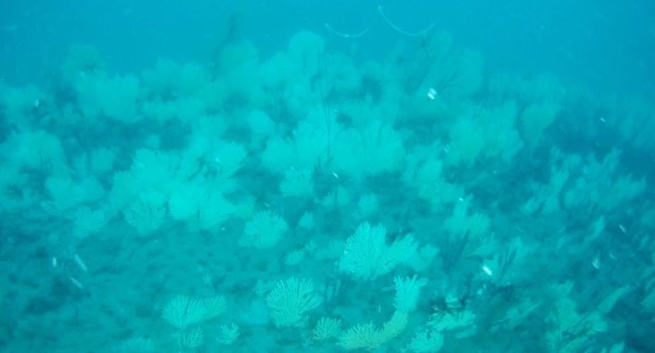 Coral reef long presumed dead rediscovered “teeming with life” off coast of Africa