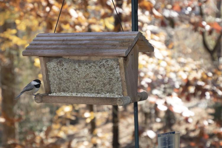 Winter Feeding