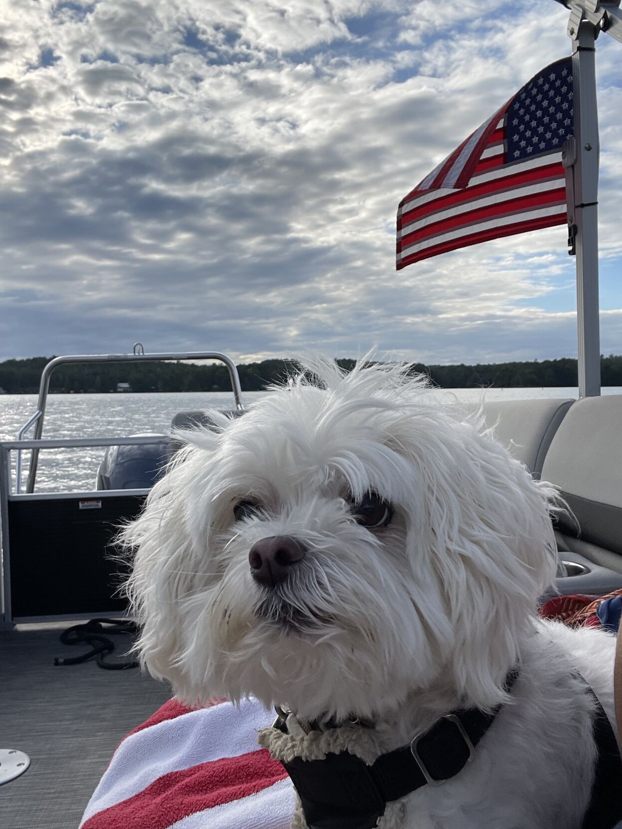 Bailey Harrison Dog on Boat.jpg