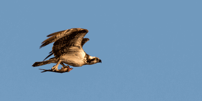 Nature of the Lake: Ospreys