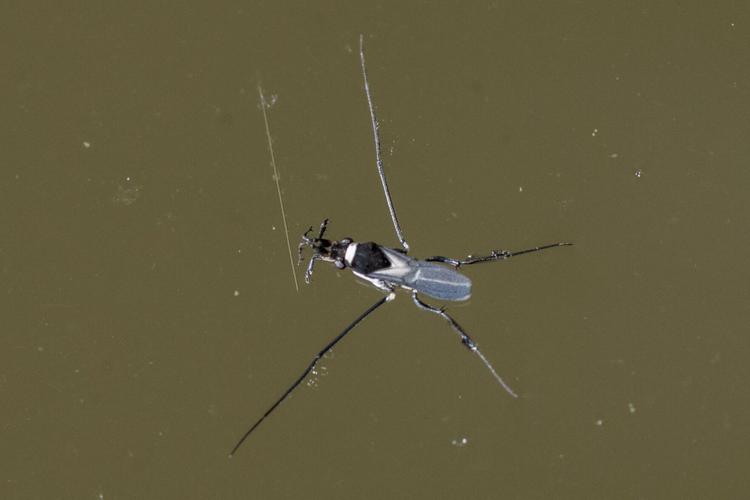 Water Striders