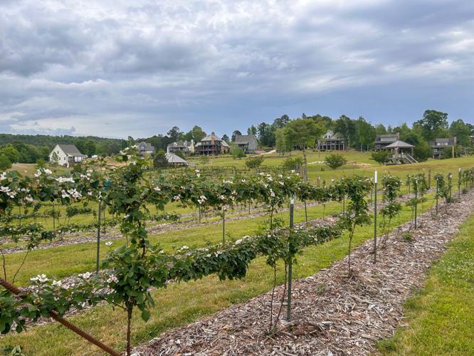 NWF Blackberries.jpeg