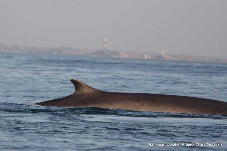 Increased sightings of world’s two largest whale species offers fresh survival hope