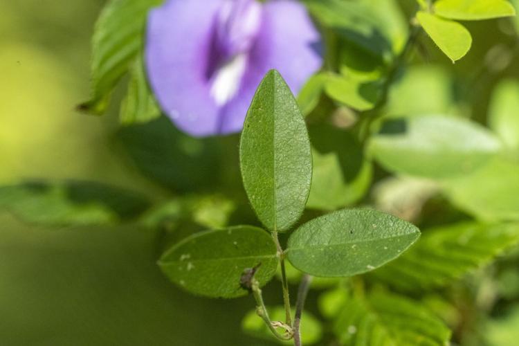 Spurred Butterfly Pea